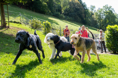 Mehrere Hunde verschiedener Rassen spielen im Freilauf. Link: Unsere Hunde