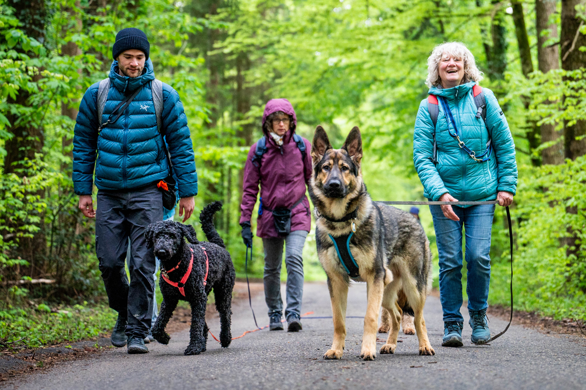 Des éducateurs canins s