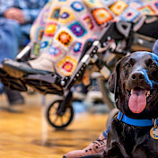 Botschafterhund in Seniorenheim