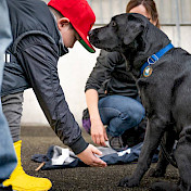 Botschafterhund mit Kind