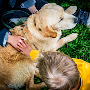 Botschafterhund geniess es, gestreichelt zu werden.