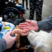 Botschafterhund stubst an Kinderhand.