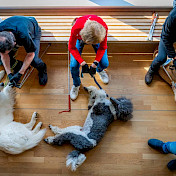 Mehrere Blindenhundeteams von oben