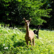 Alpacas auf Weideliwiese