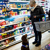 Junghund beim Einkaufen im Laden