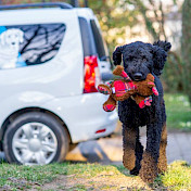 Junghund spielend vor Auto