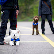 Junghunde beim Training