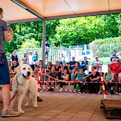 Vorführung Vertrauenshunde