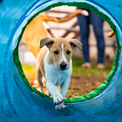 Kurzhaarcolliewelpe