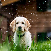 Labradoodlewelpe