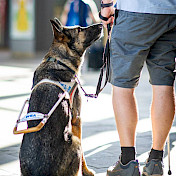 Schäferhund