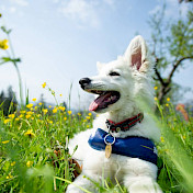 Berer Blanc Suisse Welpe