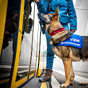 Schäferhund