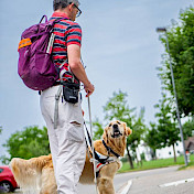 Golden Retriever im Führgeschirr