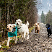 Die Hunde geniessen den Freilauf.