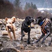 Die Hunde spielen.