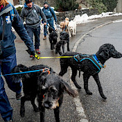 Weiter gehts. Mitarbeitende mit ihren Hunden unterwegs