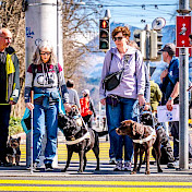 Blindenhundeteams wartend am Fussgängerstreifen
