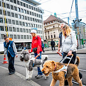 Blindenhundeteams bei Strassenüberquerung