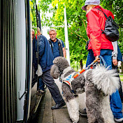 Blindenhundeteams beim Einsteigen in den Bus