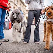 Blindenhunde im Führgeschirr