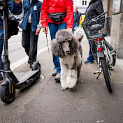 Blindenhund unterwegs auf dem Trottoir zwischen Velos und E-Trottis