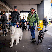 Führhundehalter unterwegs in der Stadt