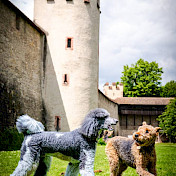 Blindenhunde im Freilauf