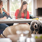Auch die Hunde scheinen sich zu interessieren, was da erzählt wird.