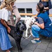 Hunde lassen sich streicheln.