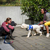 Junghunde begegnet Vertrauenshund.