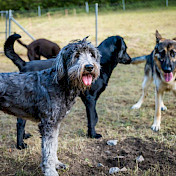 Hunde verschiedener Rassen im Freilauf.